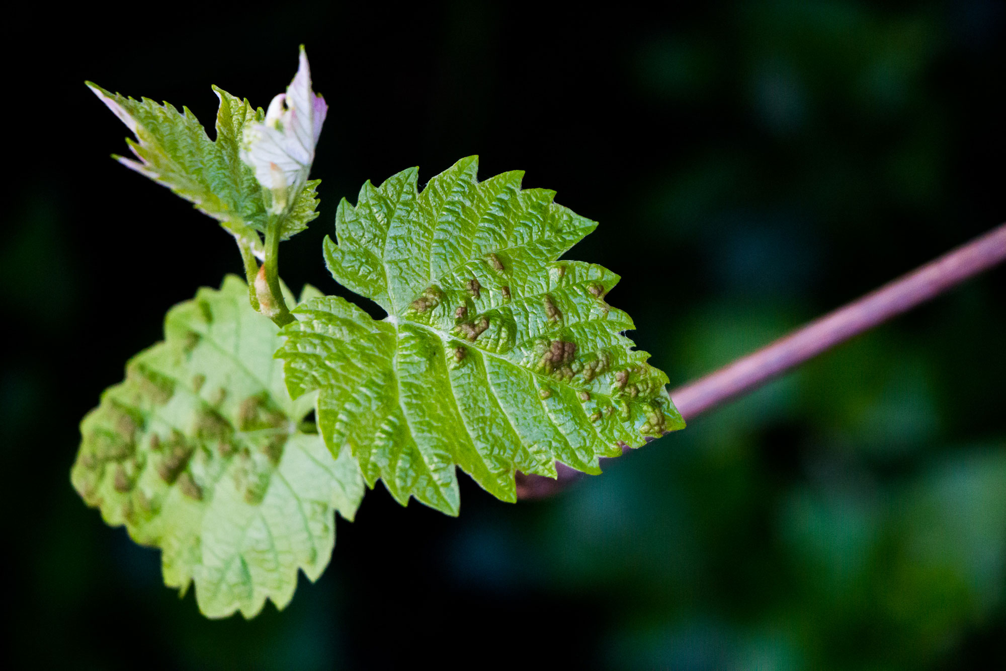 A close up photo of a plant's leaves