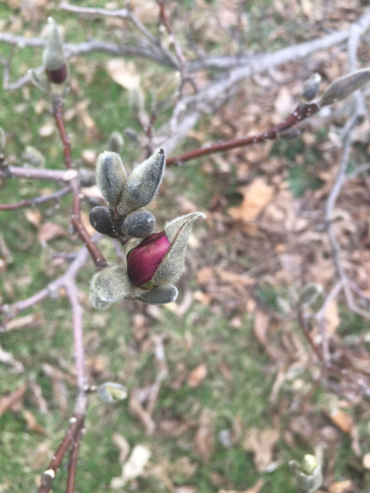 A photo of a fruit growing form a tree