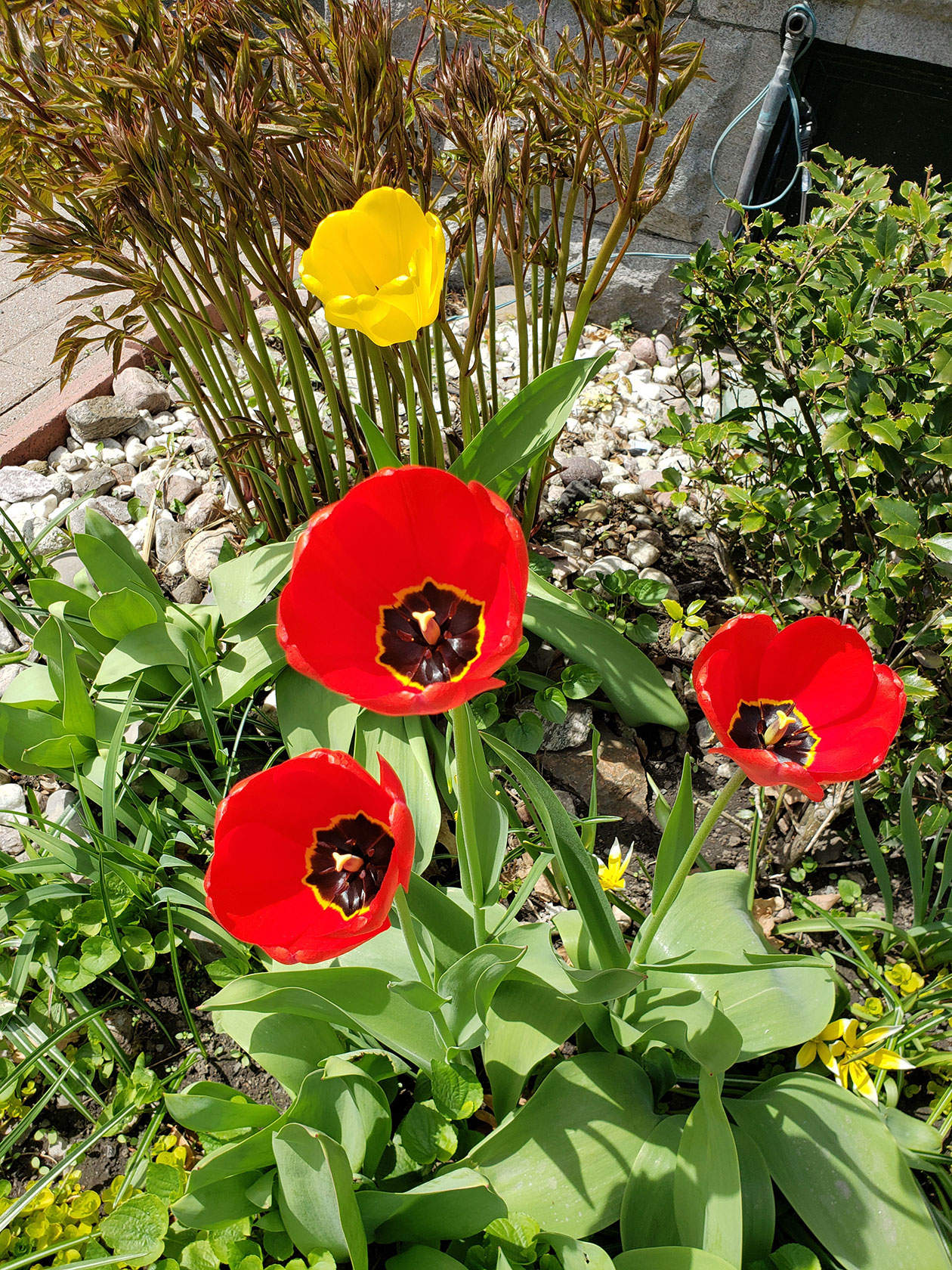 A photo of red and yellow flowers