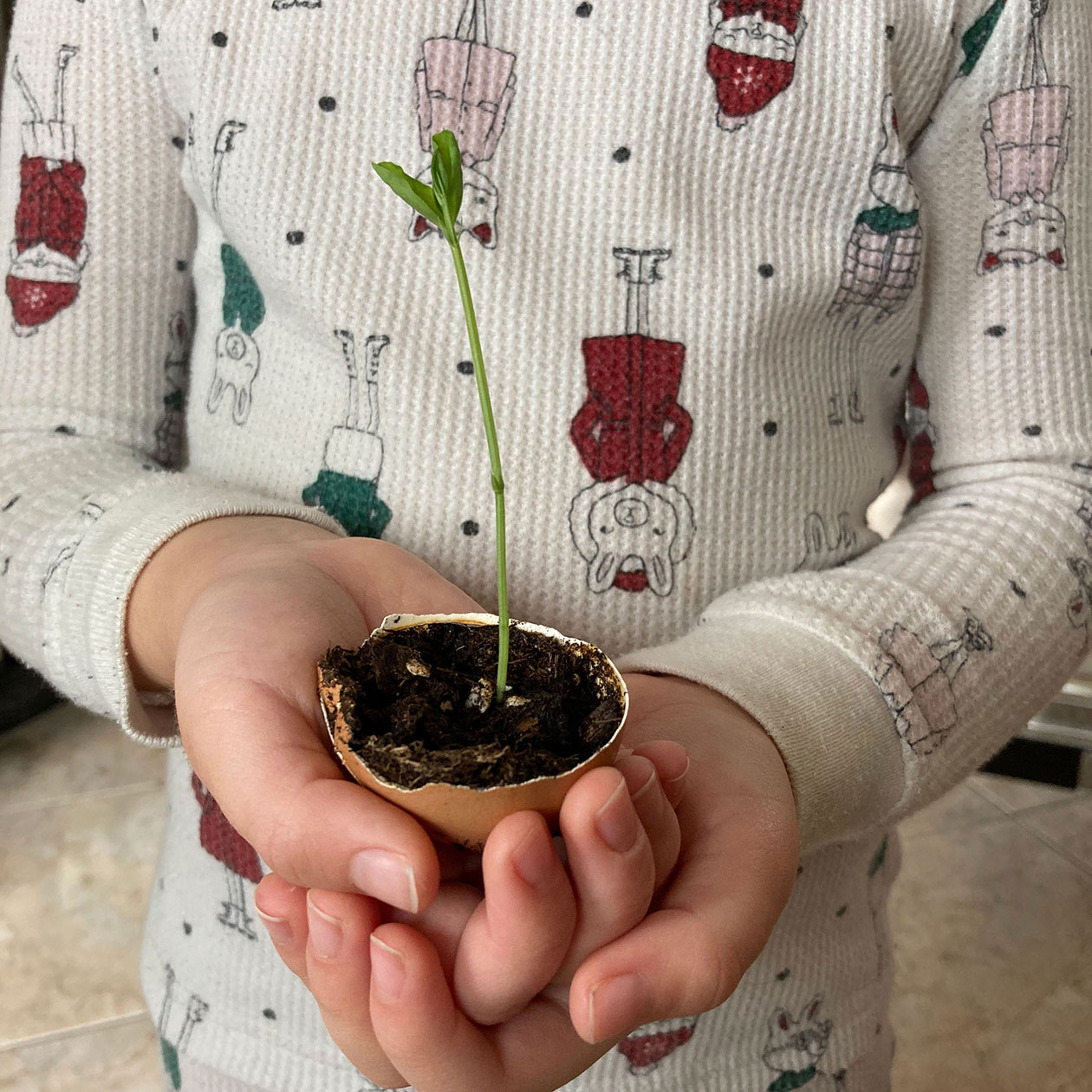 A photo of a person holding a small plant
