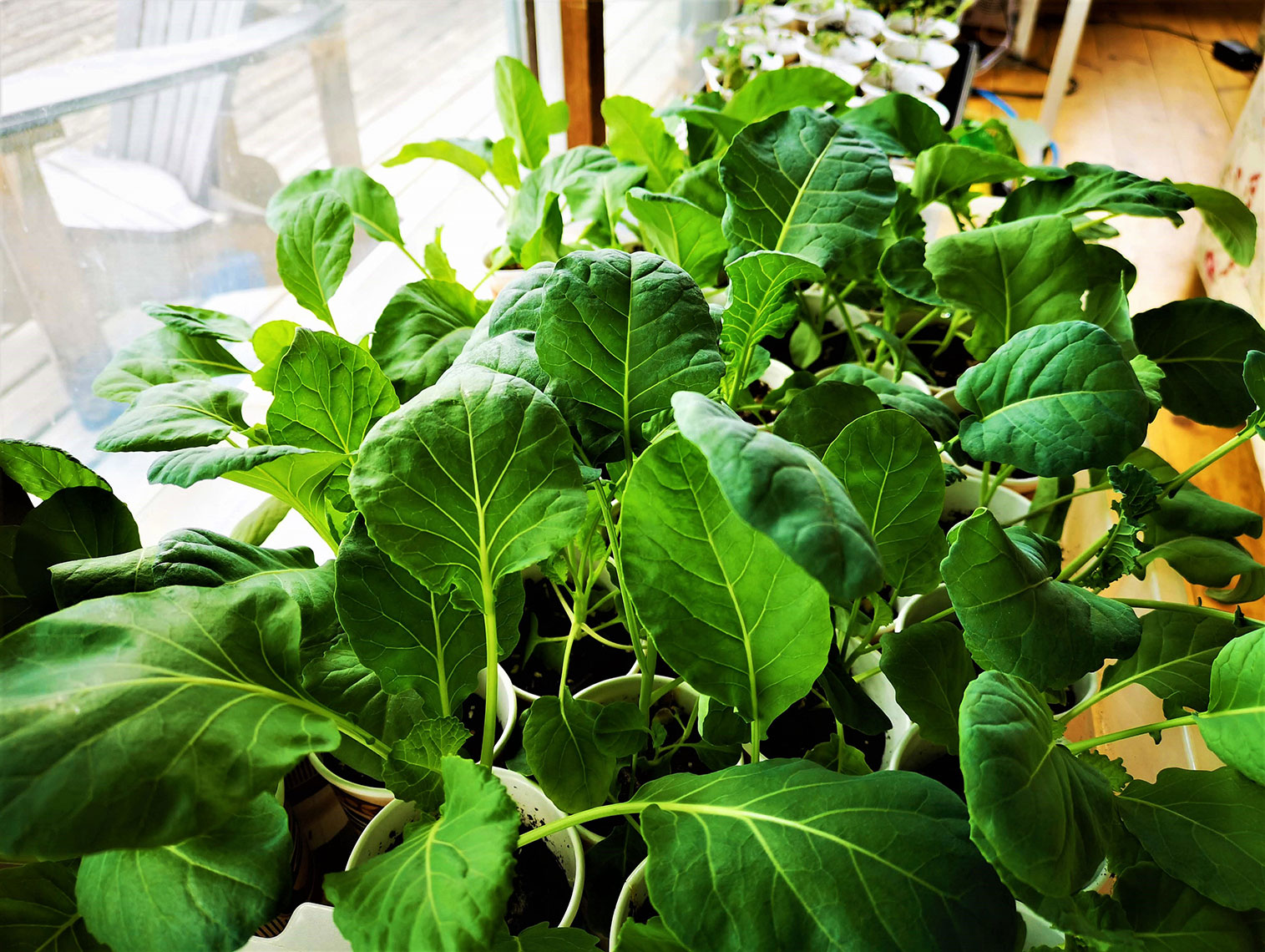 A photo of a plant growing indoors