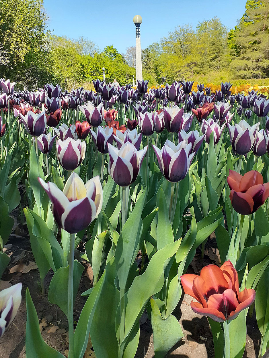 A photo of multiple colourful flowers