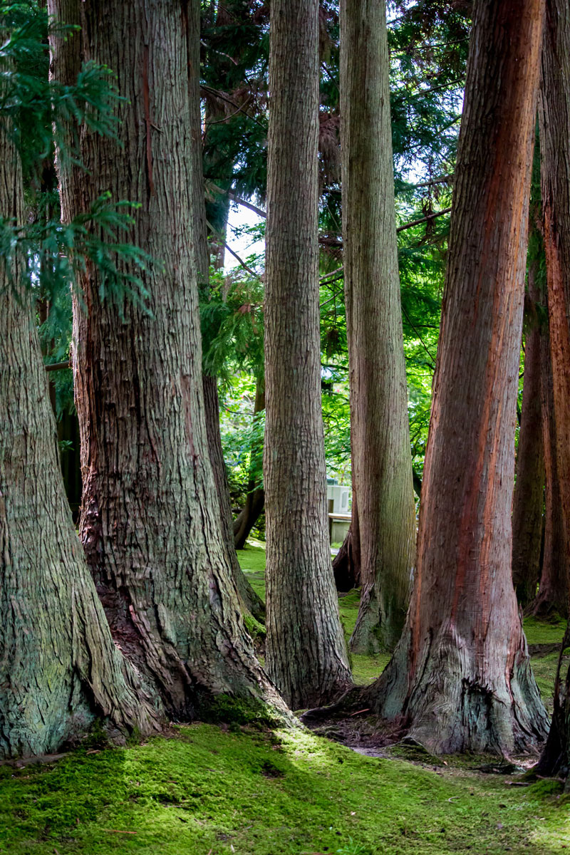 A photo of tree trunks
