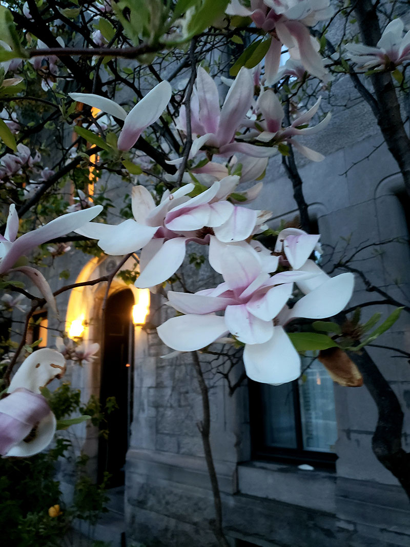 a photo of flowers on tree branches