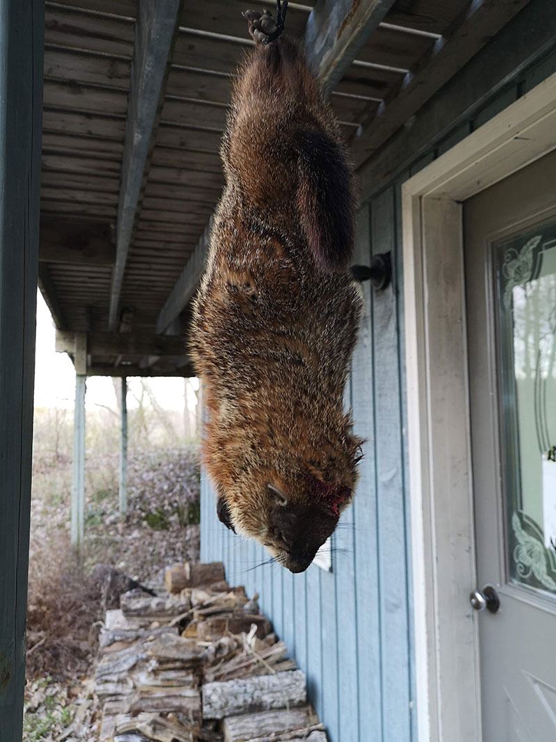 A picture of an animal hung upside down